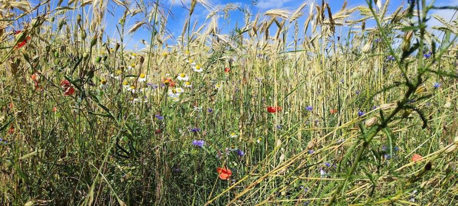 Balade a la fraiche fleurs des champs et ce re ales compresse e